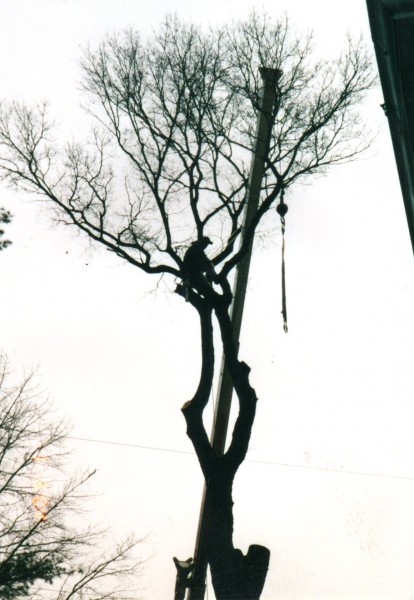 Crane Removal. Early start at Dawn Arundel Tree Service